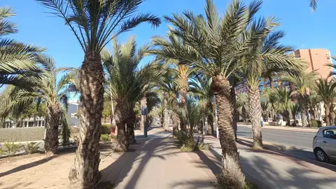Avenida de la Universidad de Elche. Avenida de la Universidad de Elche.