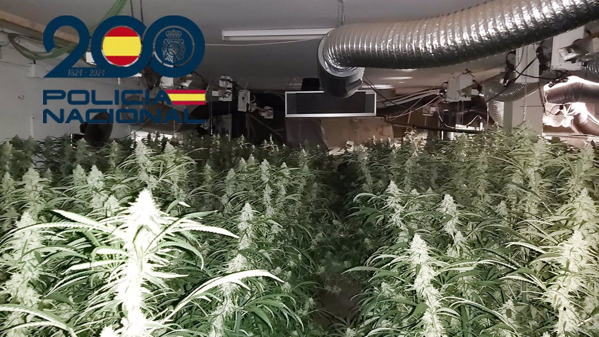 Detenidas dos personas tras ser sorprendidas 'in fraganti' con casi media tonelada de marihuana Detenidas dos personas tras ser sorprendidas 'in fraganti' con casi media tonelada de marihuana