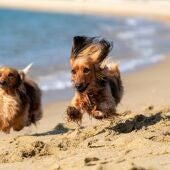 Imagen de archivo de perros en la playa.