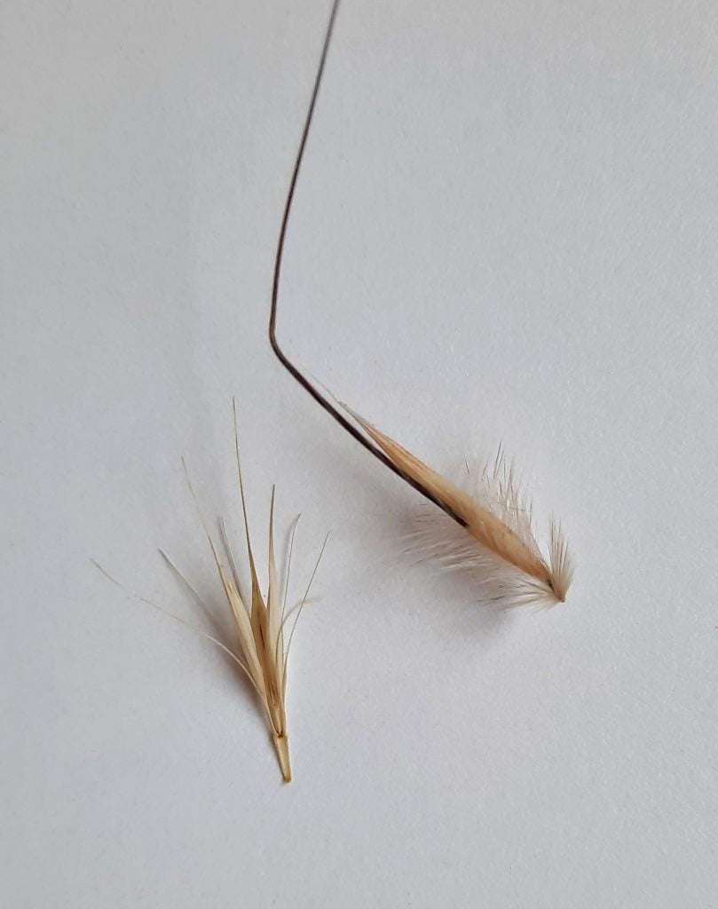 Veterinario de Cabecera 07/05/2024 (El peligro de las espigas) Veterinario de Cabecera 07/05/2024 (El peligro de las espigas)