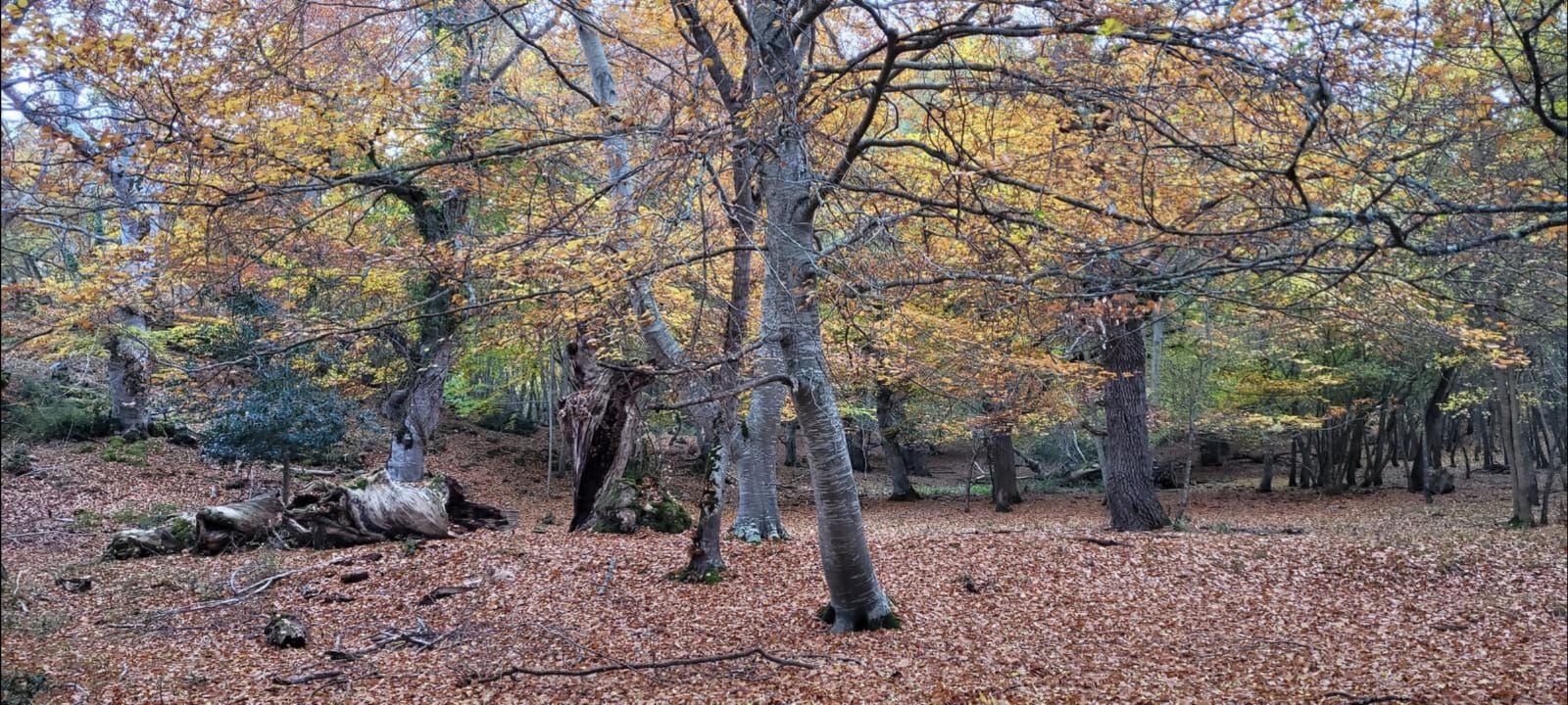 Paseo por la dehesa de Pinillos Paseo por la dehesa de Pinillos