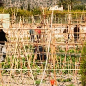 Villajoyosa amplía el número de sus huertos urbanos con la adecuación de 25 parcelas más de la Fundación Aragonés Villajoyosa amplía el número de sus huertos urbanos con la adecuación de 25 parcelas más de la Fundación Aragonés