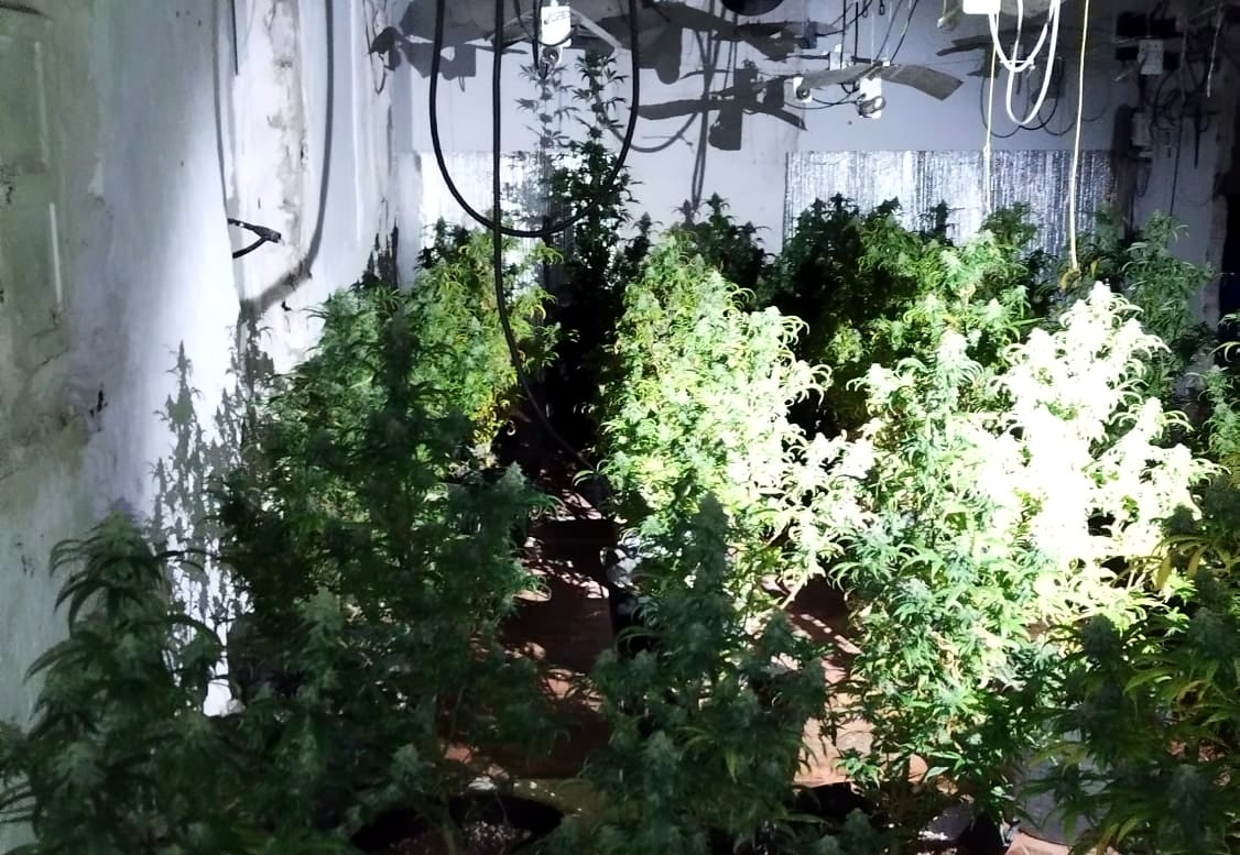 Un detenido tras ser descubierta una plantación de marihuana en El Escorratel Un detenido tras ser descubierta una plantación de marihuana en El Escorratel