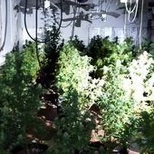 La policia nacional y local de Orihuela ha detenido a un individuo por plantación de marihuana La policia nacional y local de Orihuela ha detenido a un individuo por plantación de marihuana