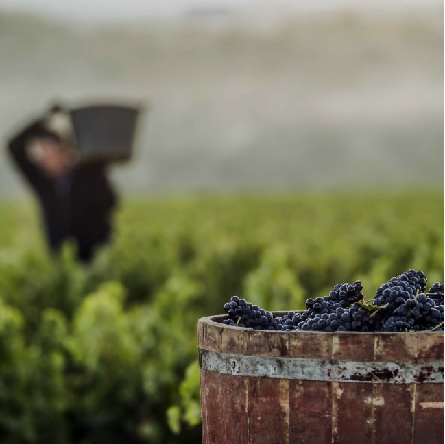 Rioja resiste a la merma del mercado del vino Rioja resiste a la merma del mercado del vino