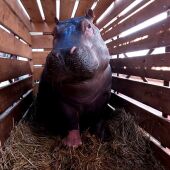 Bioparc Valencia recibe una joven hipopótama de tres años procedente del zoo de Basilea