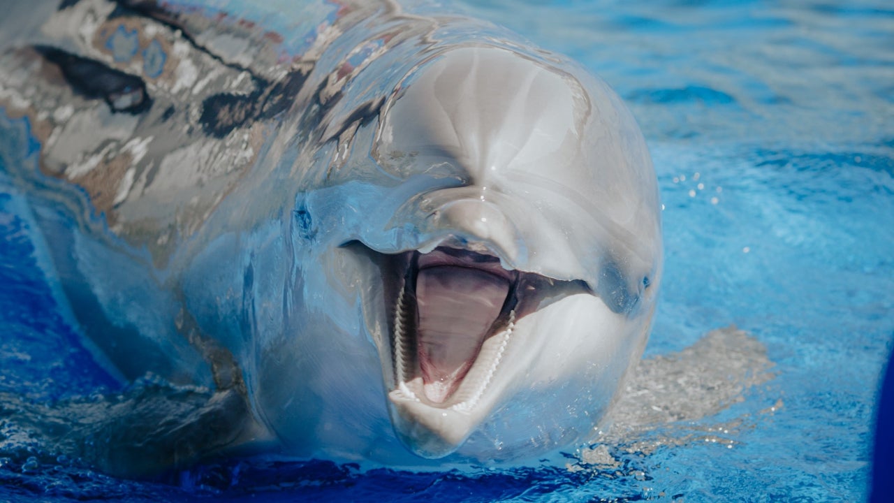 El ‘OceanFest 2024’ reunirá a artistas e investigadores en el Oceanogràfic para tratar los impactos y las soluciones frente a la amenaza climática El ‘OceanFest 2024’ reunirá a artistas e investigadores en el Oceanogràfic para tratar los impactos y las soluciones frente a la amenaza climática