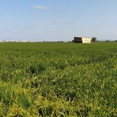 Campo de arroz
