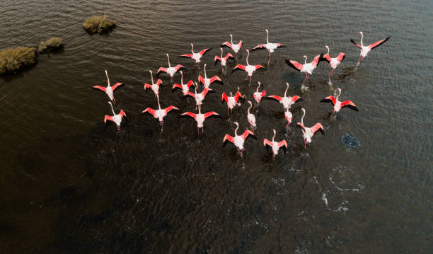 ¿Por qué los flamencos eligen las salinas de Torrevieja? Nos lo cuentan desde el MUDIC ¿Por qué los flamencos eligen las salinas de Torrevieja? Nos lo cuentan desde el MUDIC