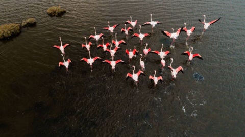 &iquest;Por qu&eacute; los flamencos eligen las salinas de Torrevieja? Nos lo cuentan desde el MUDIC 