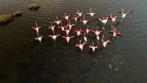 ¿Por qué los flamencos eligen las salinas de Torrevieja? Nos lo cuentan desde el MUDIC ¿Por qué los flamencos eligen las salinas de Torrevieja? Nos lo cuentan desde el MUDIC
