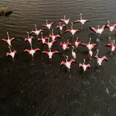 ¿Por qué los flamencos eligen las salinas de Torrevieja? Nos lo cuentan desde el MUDIC ¿Por qué los flamencos eligen las salinas de Torrevieja? Nos lo cuentan desde el MUDIC