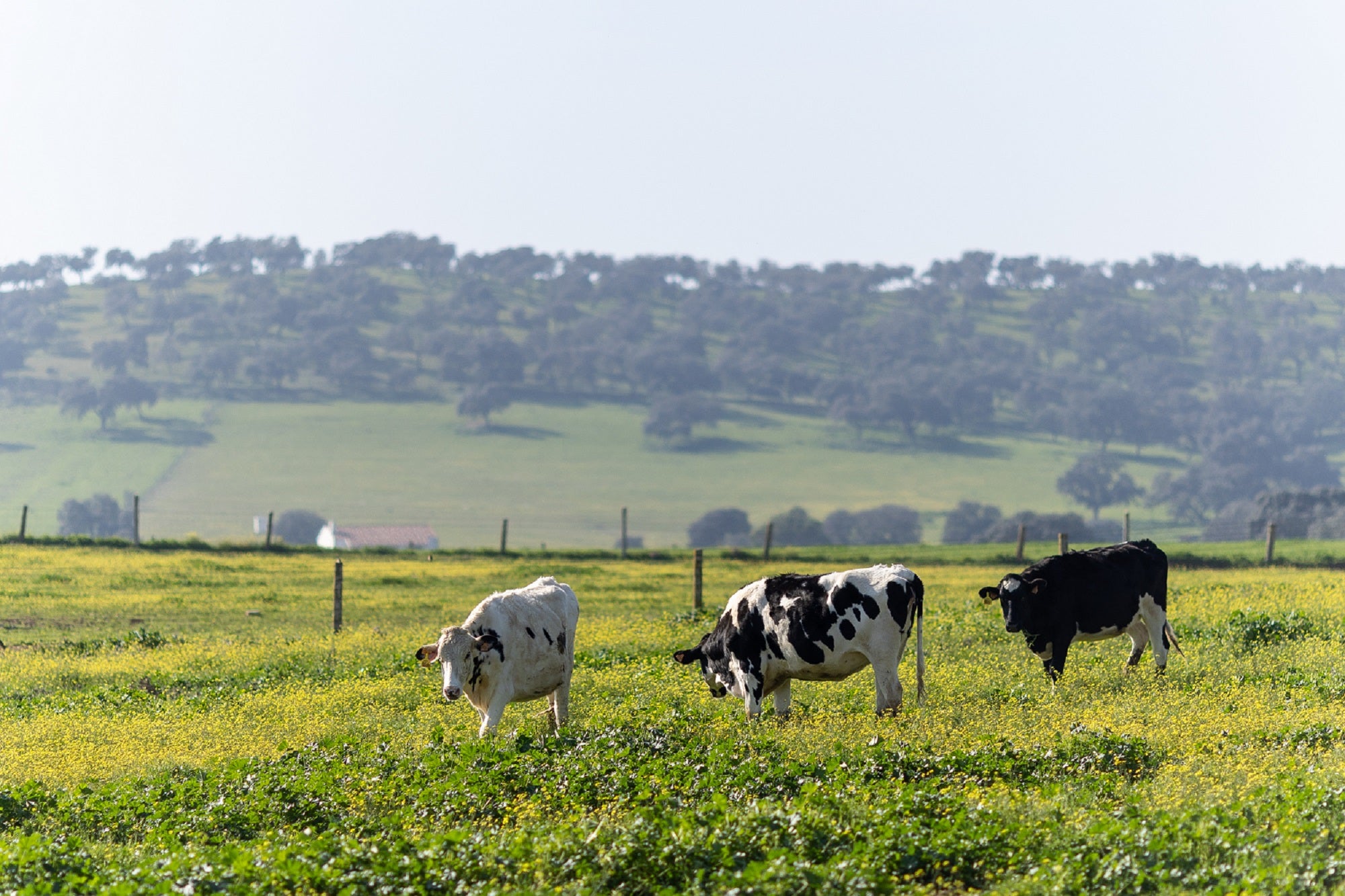 El Proyecto Mercadona para impulsar una cadena agroalimentaria sostenible está basado en relaciones de confianza con proveedores e interproveedores especialistas y orientado hacia el crecimiento compartido El Proyecto Mercadona para impulsar una cadena agroalimentaria sostenible está basado en relaciones de confianza con proveedores e interproveedores especialistas y orientado hacia el crecimiento compartido