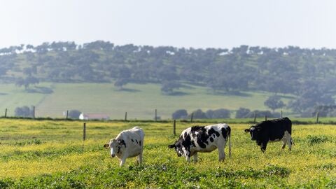 El Proyecto Mercadona para impulsar una cadena agroalimentaria sostenible est&aacute; basado en relaciones de confianza con proveedores e interproveedores especialistas y orientado hacia el crecimiento compartido