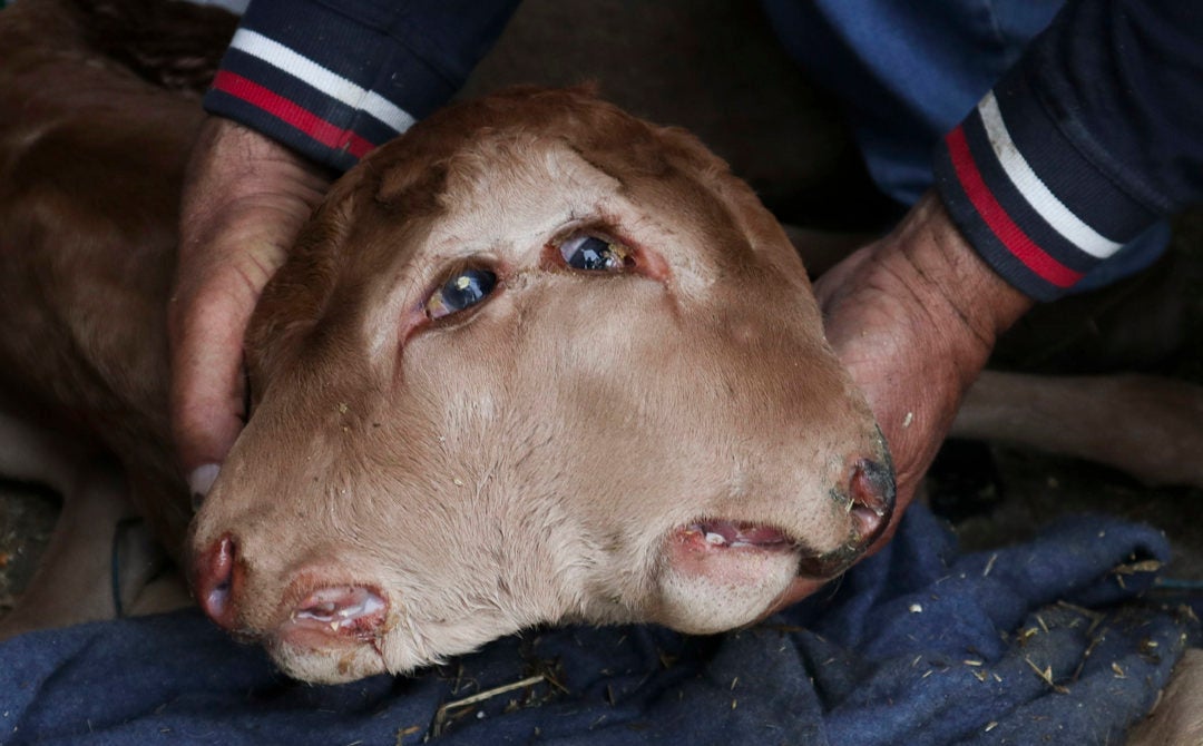 Nace en un ternero bicéfalo, con dos bocas y cuatro ojos, en una explotación ganadera de Zamora Nace en un ternero bicéfalo, con dos bocas y cuatro ojos, en una explotación ganadera de Zamora