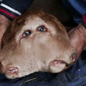 Un ternero que ha nacido en Piñuel de Sayago (Zamora) con dos cabezas pegadas/ EFE/Mariam A. Montesinos