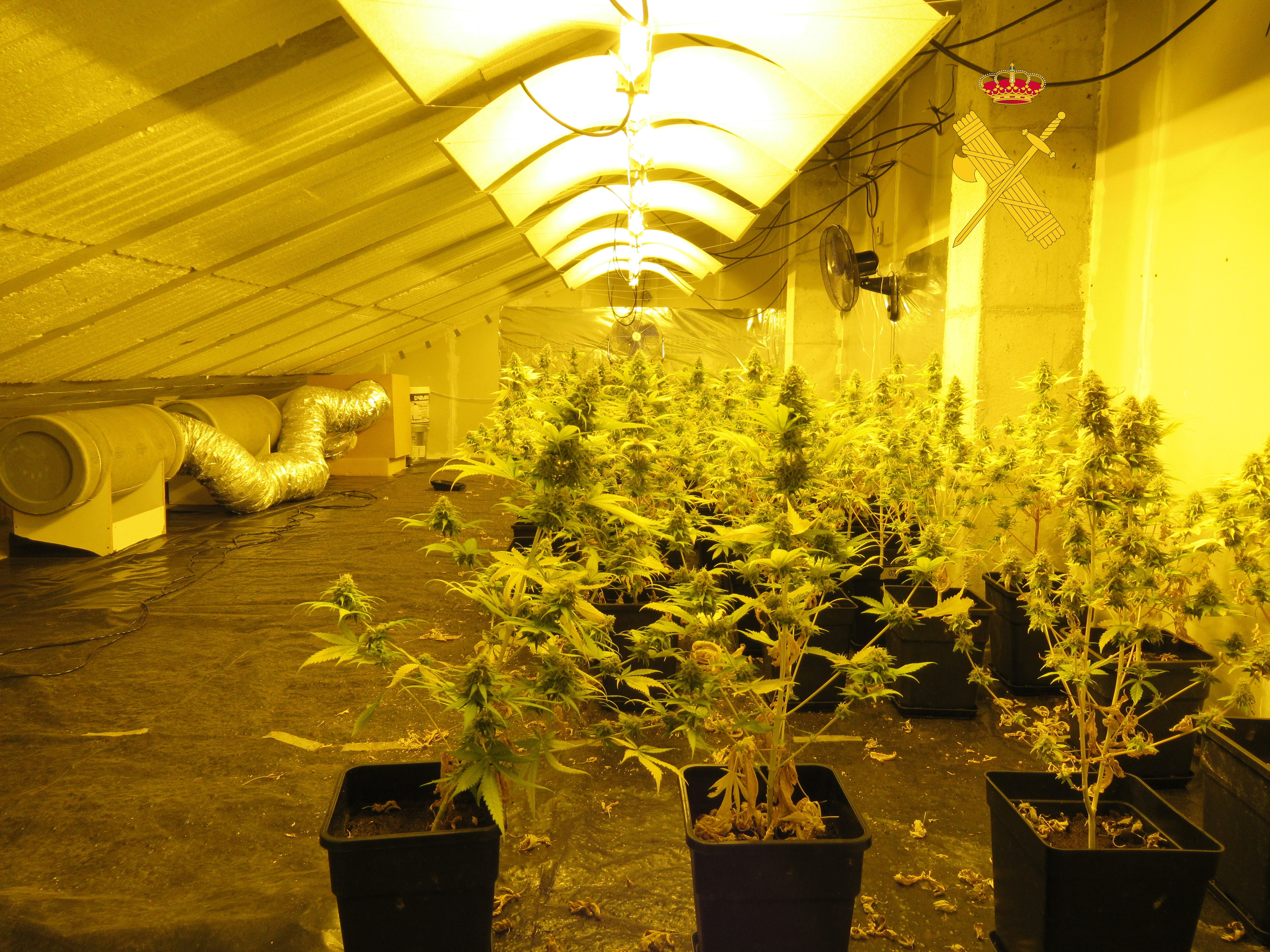 La Guardia Civil desmantela una plantación de marihuana en Xove La Guardia Civil desmantela una plantación de marihuana en Xove
