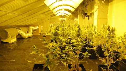 Plantación de marihuana Plantación de marihuana