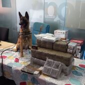 El perro de la Policía Local de Alicante especializado en detectar droga 