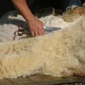 Esquileo ovejas Esquileo ovejas