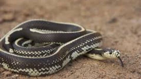 Culebra real californiana