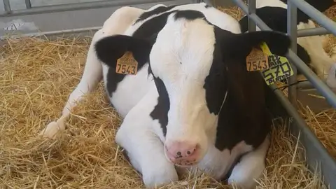 Vaca lechera Vaca lechera