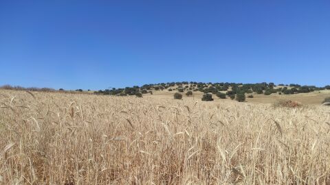 Campo de cereal maduro (Finca La Nava del Conejo. Valdepeñas)