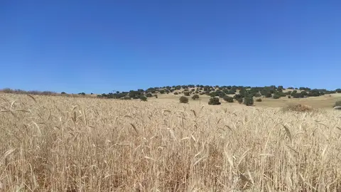 Campo de cereal maduro (Finca La Nava del Conejo. Valdepeñas) Campo de cereal maduro (Finca La Nava del Conejo. Valdepeñas)