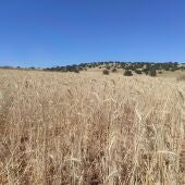 Campo de cereal maduro (Finca La Nava del Conejo. Valdepeñas)