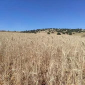 Campo de cereal maduro (Finca La Nava del Conejo. Valdepeñas) Campo de cereal maduro (Finca La Nava del Conejo. Valdepeñas)