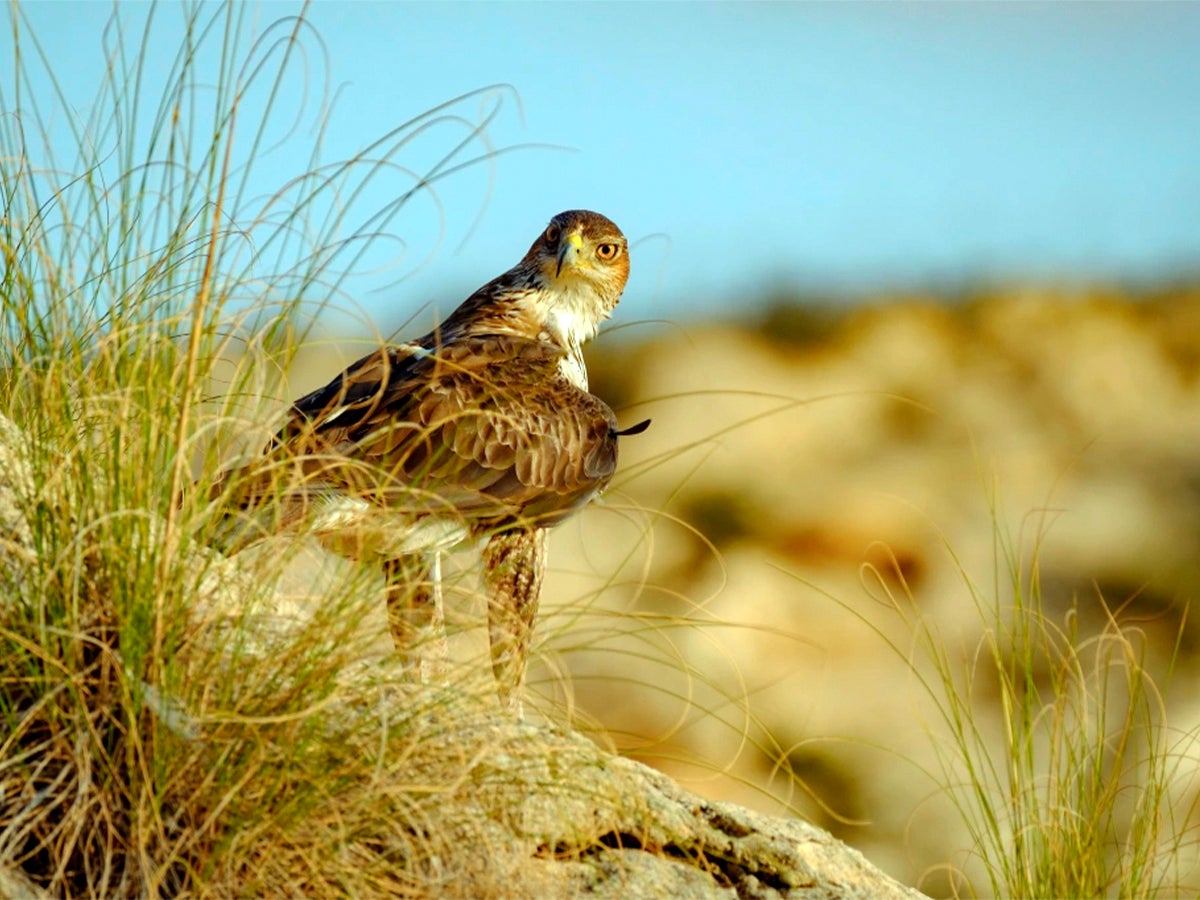 Los primeros Homo sapiens propiciaron que el águila perdicera se estableciera en la cuenca mediterránea Los primeros Homo sapiens propiciaron que el águila perdicera se estableciera en la cuenca mediterránea