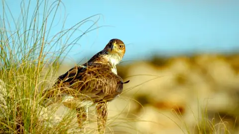 Ejemplar de Águila perdicera. Ejemplar de Águila perdicera.