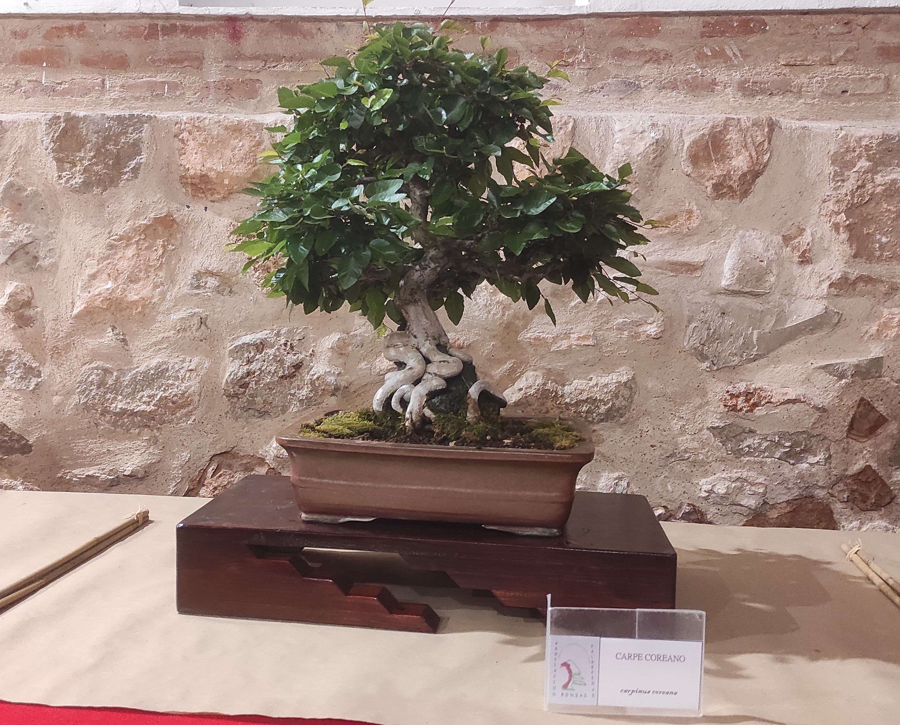 VIII Exposición de Bonsáis en Valdepeñas VIII Exposición de Bonsáis en Valdepeñas