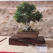 Bonsáis ejemplar Carpe Coreano de Jesús Romero Bonsáis ejemplar Carpe Coreano de Jesús Romero