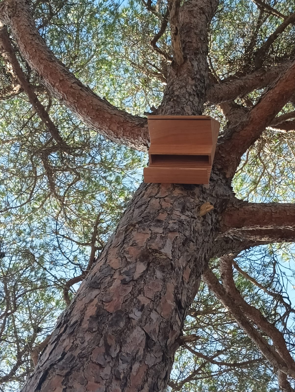 El Ayuntamiento de Puerto Real inicia la instalación de casetas nido para murciélagos en Las Canteras El Ayuntamiento de Puerto Real inicia la instalación de casetas nido para murciélagos en Las Canteras