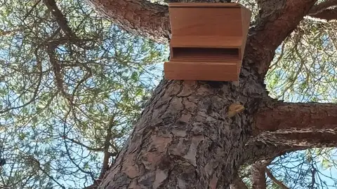 Una de las casetas de murciélagos en Puerto Real Una de las casetas de murciélagos en Puerto Real
