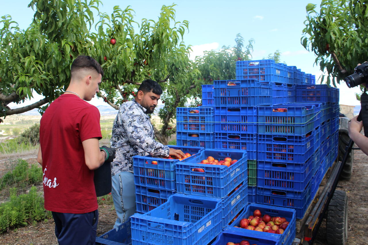 La producción de fruta de verano se espera un 50% superior a la de la pasada campaña La producción de fruta de verano se espera un 50% superior a la de la pasada campaña
