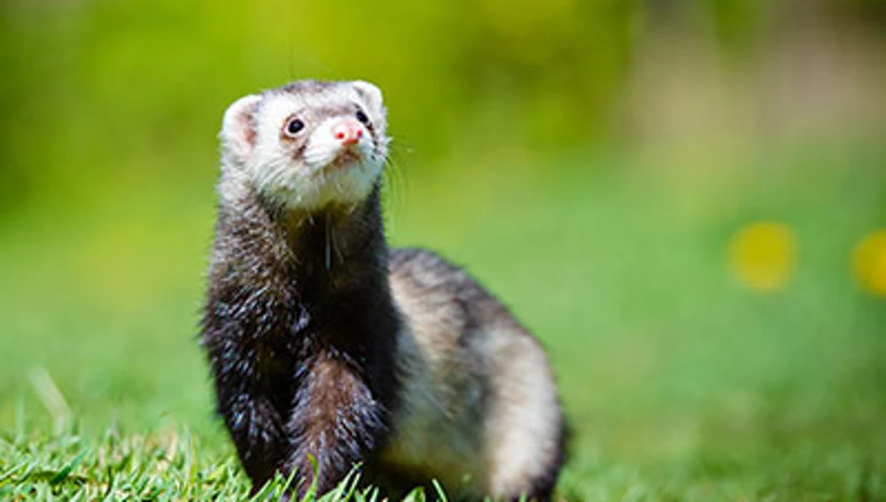 Un hurón en un campo Un hurón en un campo
