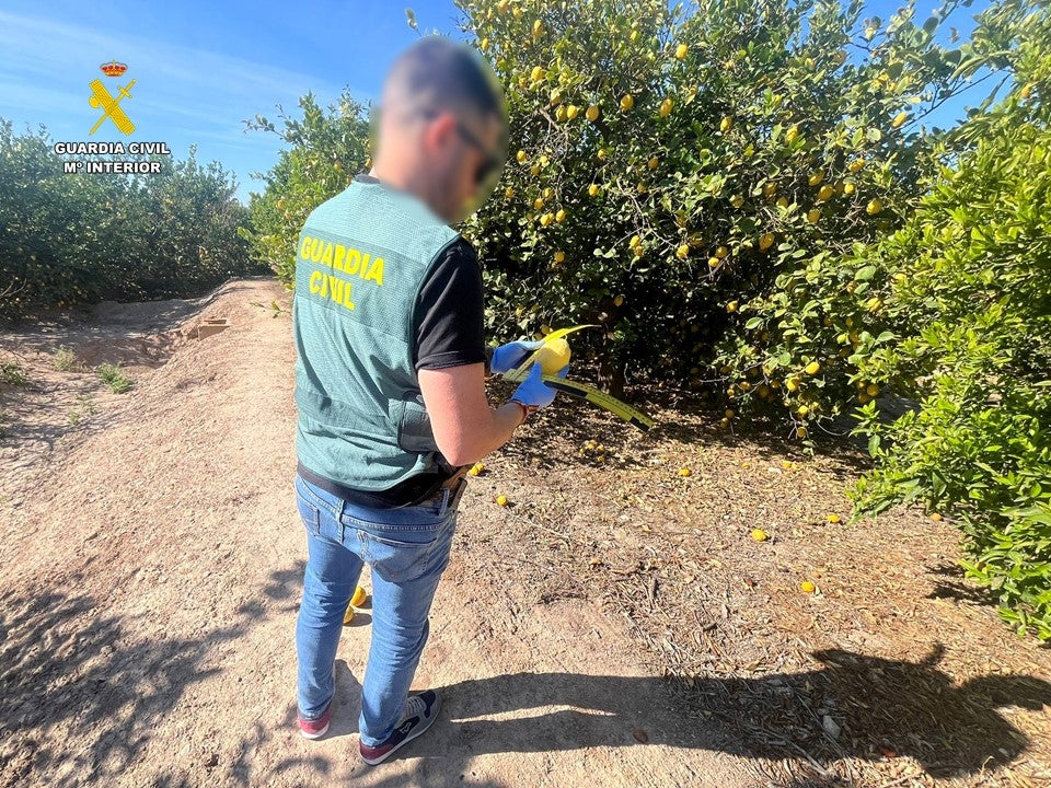Un detenido y un investigado por presuntos delitos de estafa en la compraventa de limones en la Vega Baja Un detenido y un investigado por presuntos delitos de estafa en la compraventa de limones en la Vega Baja