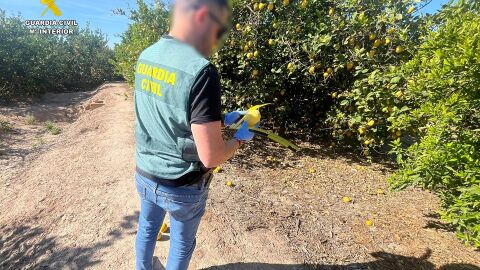 Un detenido y un investigado por presuntos delitos de estafa en la compraventa de limones en la Vega Baja