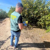Un detenido y un investigado por presuntos delitos de estafa en la compraventa de limones en la Vega Baja Un detenido y un investigado por presuntos delitos de estafa en la compraventa de limones en la Vega Baja
