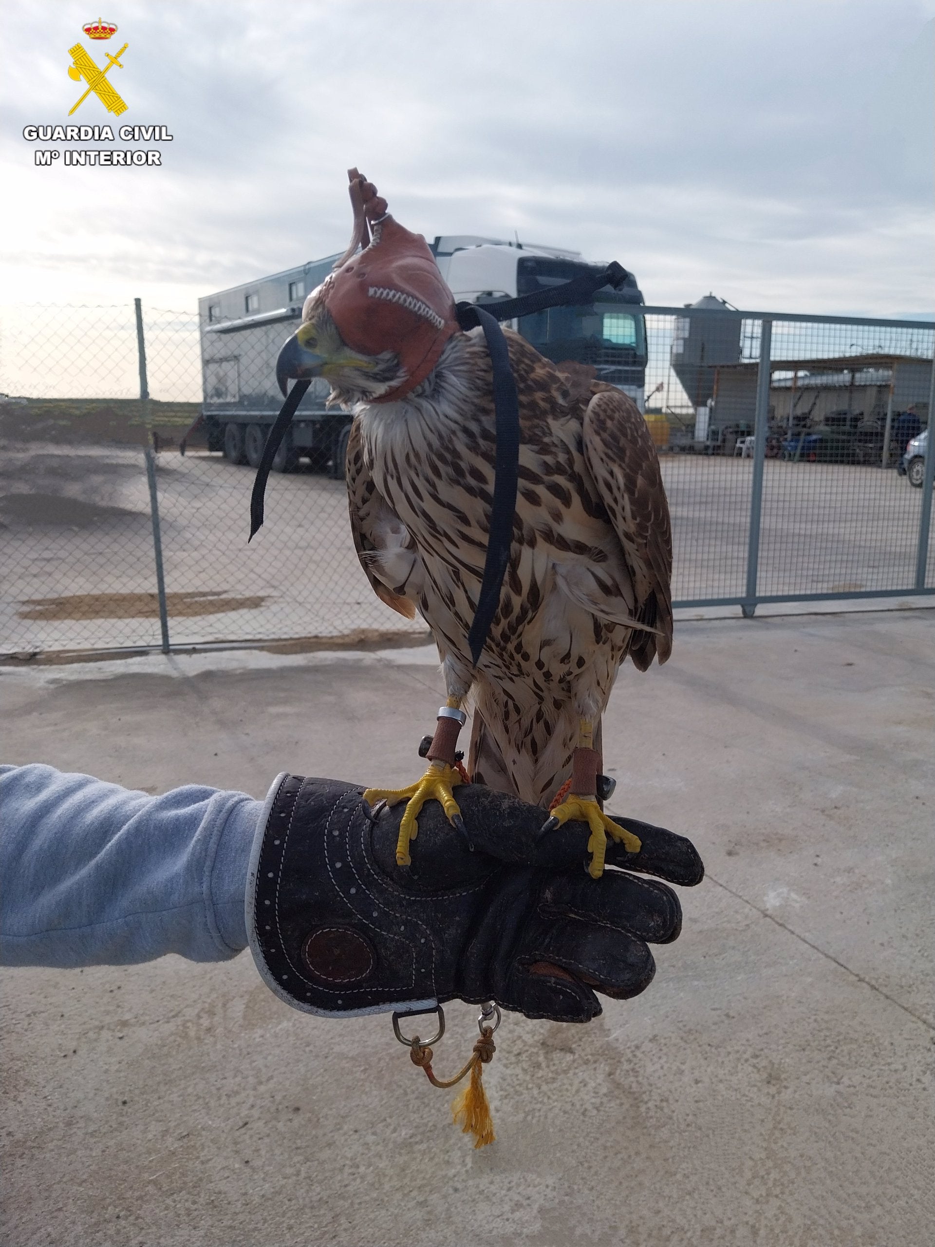 Investigado por cazar furtivamente en la Albufera con un ave rapaz sin autorización Investigado por cazar furtivamente en la Albufera con un ave rapaz sin autorización