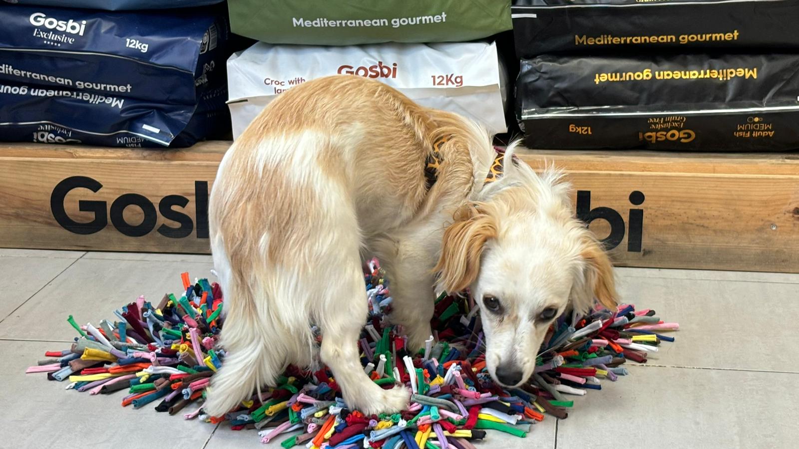 El sentimiento de los animales: duelo, miedos y la comunicación entre especies y humanos El sentimiento de los animales: duelo, miedos y la comunicación entre especies y humanos