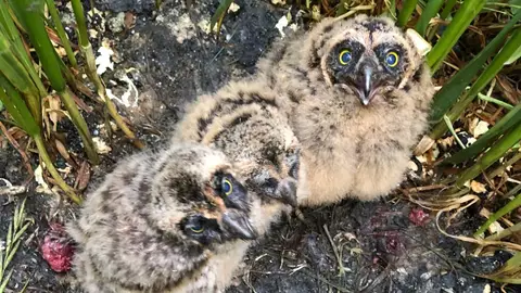 Investigadores de de la UVA y del CSIC-IREC dan recomendaciones para evitar la mortalidad de rapaces durante los trabajos de siega .
