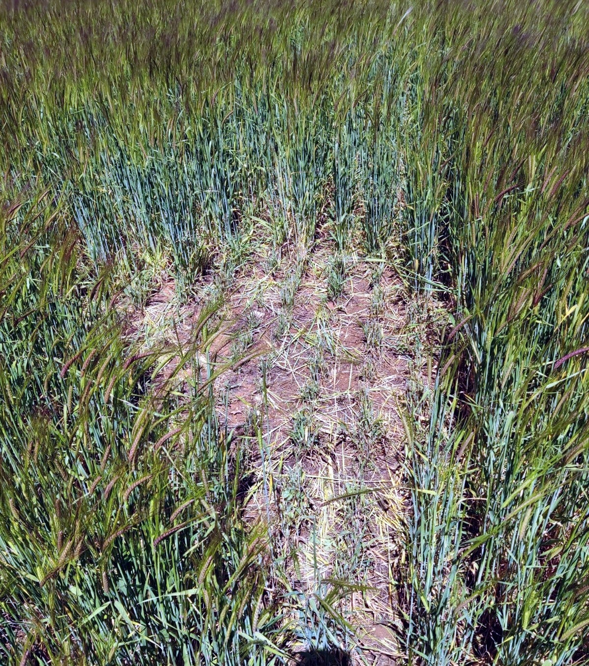 ASAJA-Palencia aconseja a los agricultores que vigilen en sus parcelas la evolución del topillo campesino y sus posibles daños ASAJA-Palencia aconseja a los agricultores que vigilen en sus parcelas la evolución del topillo campesino y sus posibles daños