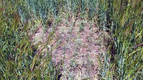 ASAJA-Palencia aconseja a los agricultores que vigilen en sus parcelas la evolución del topillo campesino y sus posibles daños .