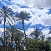 Nubes sobre el Palmeral de Elche.