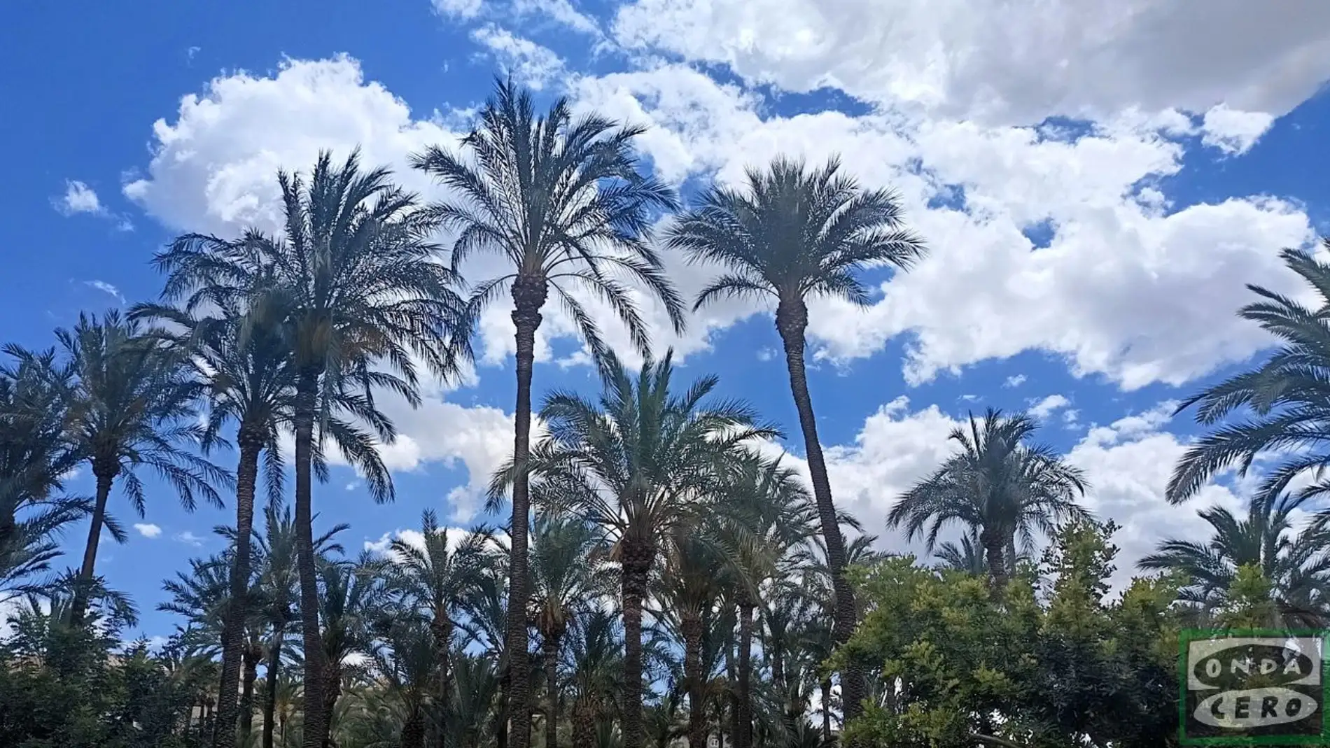 Nubes sobre el Palmeral de Elche. Nubes sobre el Palmeral de Elche.