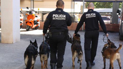Detienen en Benidorm al empleado de un club cann&aacute;bico gracias a la patrulla canina k9