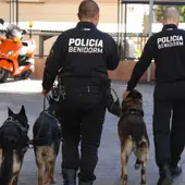 Detienen en Benidorm al empleado de un club cannábico gracias a la patrulla canina k9 Detienen en Benidorm al empleado de un club cannábico gracias a la patrulla canina k9